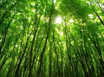 Escursionismo, Sentiero nella Foresta Umbra del Gargano