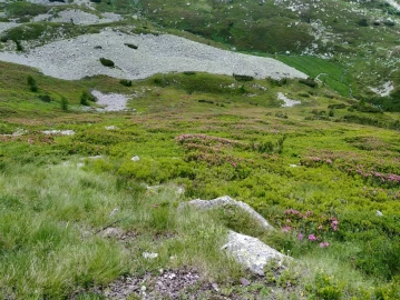 Trekking, The most beautiful forests of the Dolomites